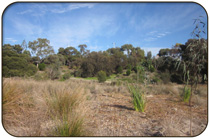 North Freo Parkland